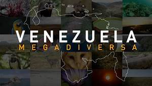 Hjalmar Jesus Gibelli Gómez | Venezuela Megadiversa: Un Viaje por los Tesoros Naturales del País (y por qué Debemos Protegerlos) Hjalmar Jesus Gibelli Gómez | Venezuela Megadiversa: Un Viaje por los Tesoros Naturales del País (y por qué Debemos Protegerlos)