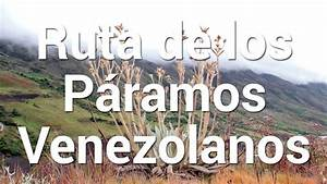 Hjalmar Jesus Gibelli Gómez | Venezuela Megadiversa: Un Viaje por los Tesoros Naturales del País (y por qué Debemos Protegerlos) Hjalmar Jesus Gibelli Gómez | Venezuela Megadiversa: Un Viaje por los Tesoros Naturales del País (y por qué Debemos Protegerlos)