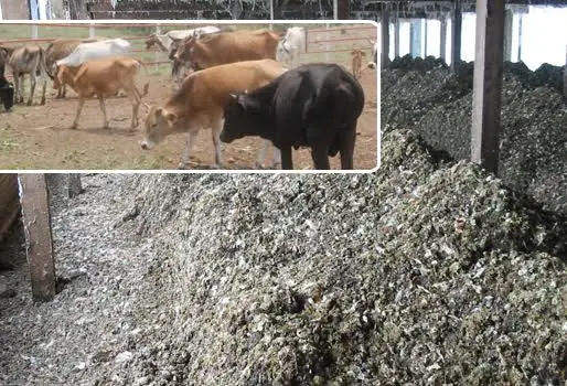 Luis Alejandro Sampayo Cabada | &iquest;Le Da Gallinaza a sus Bovinos? At&eacute;ngase a Estas Tr&aacute;gicas Consecuencias