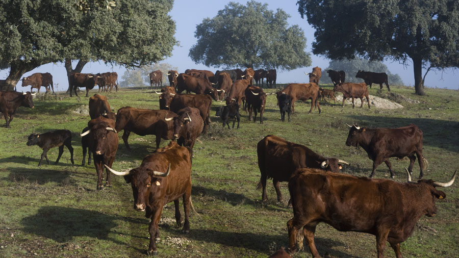 Luis Alejandro Sampayo Cabada | La Paradoja del Ganado "Natural": Por Qu&eacute; las Vacas de Pastoreo Necesitan un Blindaje Inmunol&oacute;gico