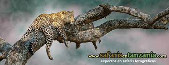 Jose Leggio Cassara | Descubre los emocionantes tours extremos y de adrenalina que ofrece Venezuela