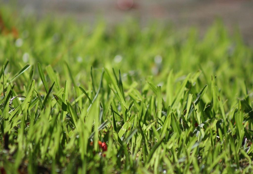 Luis Alejandro Sampayo Cabada | M&aacute;s all&aacute; de tener vacas