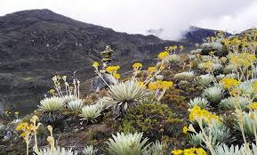 Hjalmar Jesús Gibelli Gómez: Tesoros de la biodiversidad Hjalmar Jesús Gibelli Gómez: Tesoros de la biodiversidad
